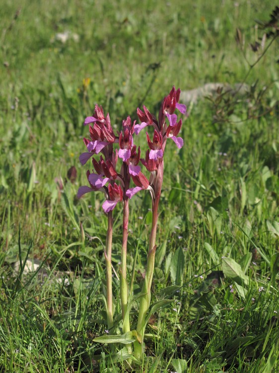 Anacamptis papilionacea
